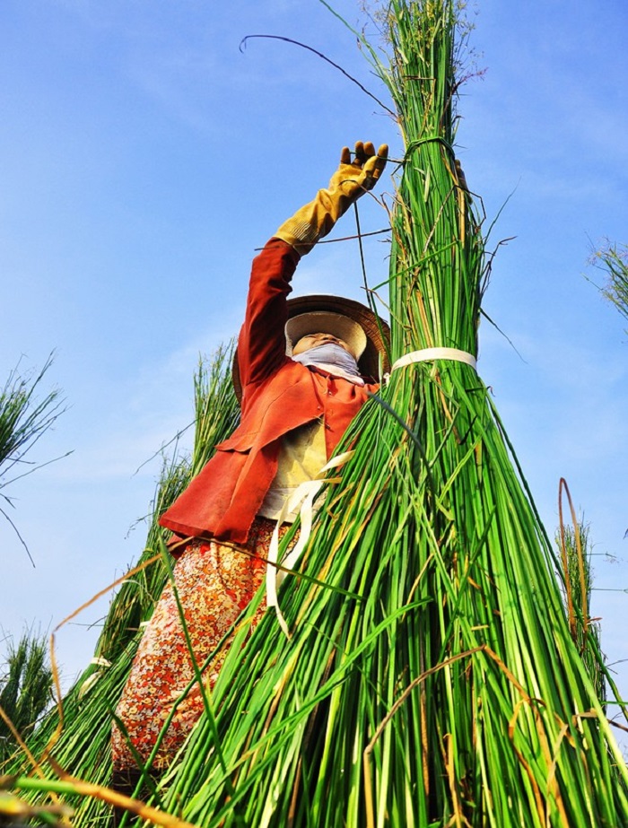 Sản phẩm chiếu cói của Làng nghề chiếu cói Hoài Châu Bắc được đánh giá cao và mẫu mã đa dạng