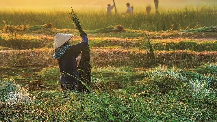 Nếu thời tiết thuận lợi thu hoạch cói có thể 2 lần trong năm Làng nghề chiếu cói Hoài Châu Bắc