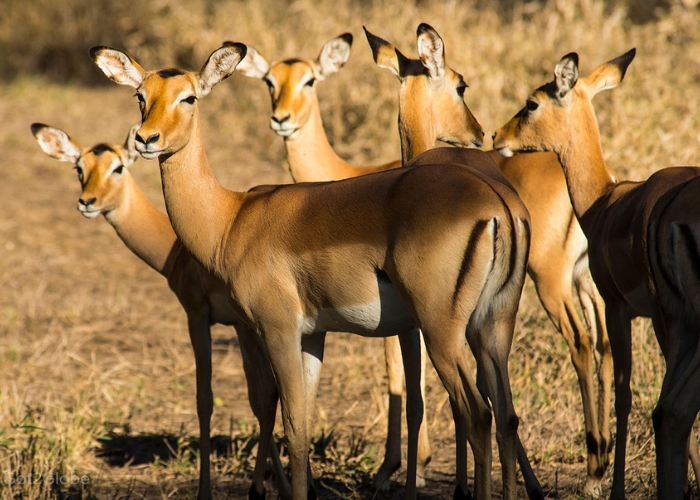 Du lịch Mozambique - Công viên quốc gia Gorongosa còn có nhiều hệ sinh thái khác nhau
