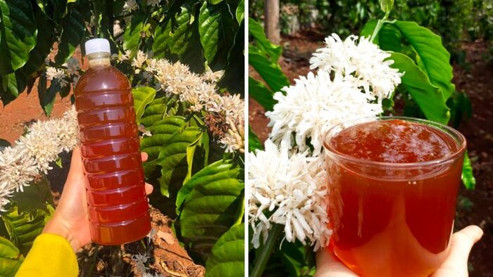 du lịch Buôn Ma Thuột mua mật ong hoa cà phê về làm quà