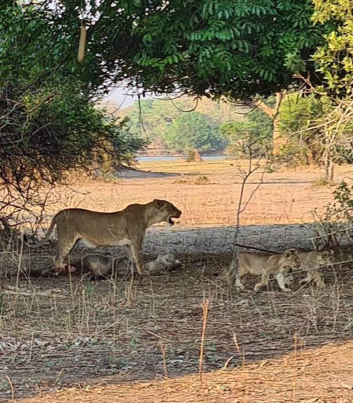 Du lịch Malawi - Công viên Quốc gia Liwonde là viên ngọc quý ẩn mình giữa thiên nhiên hoang dã Châu Phi