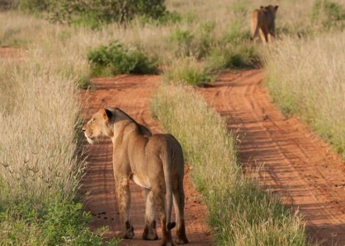 Du lịch Zimbabwe - Công viên Quốc gia Hwange, viên ngọc quý của Zimbabwe