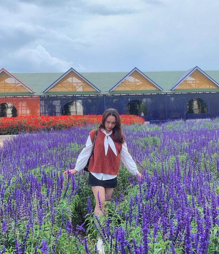 mùa hoa tháng 6 ở Đà Lạt - lavender tím lãng mạn