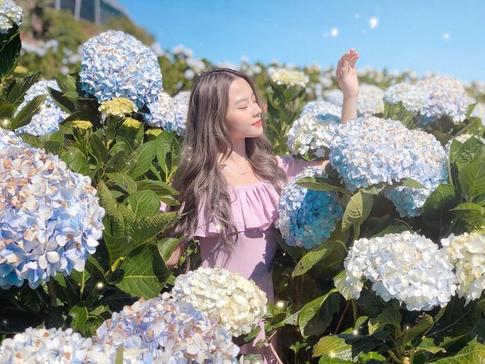 mùa hoa tháng 6 ở Đà Lạt - cẩm tú cầu kiêu kỳ, trang nhã