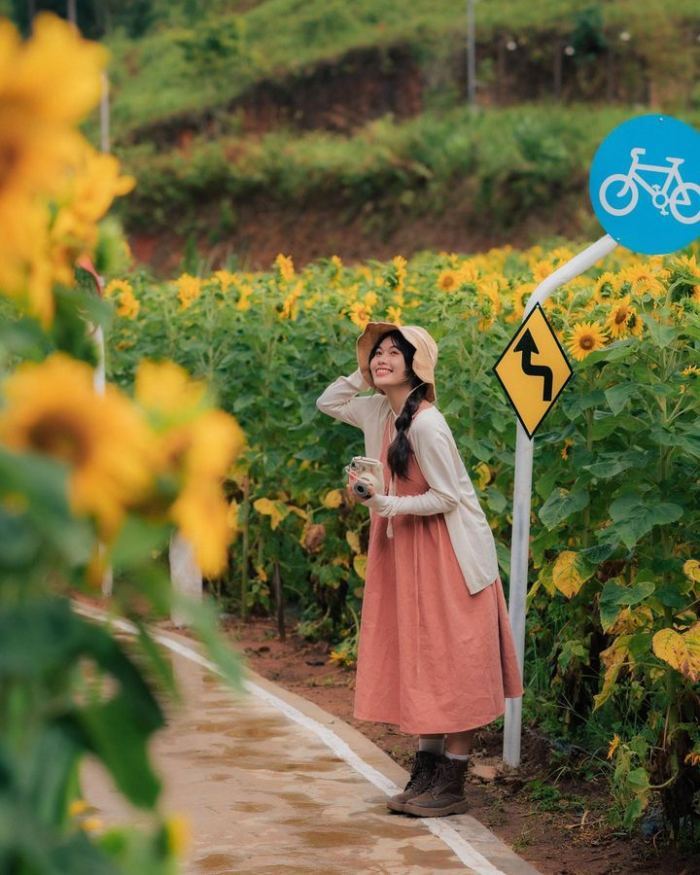 mùa hoa tháng 6 ở Đà Lạt - hoa hướng dương rực rỡ