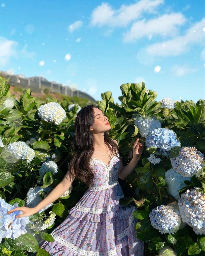 mùa hoa tháng 6 ở Đà Lạt - cẩm tú cầu kiêu kỳ, trang nhã