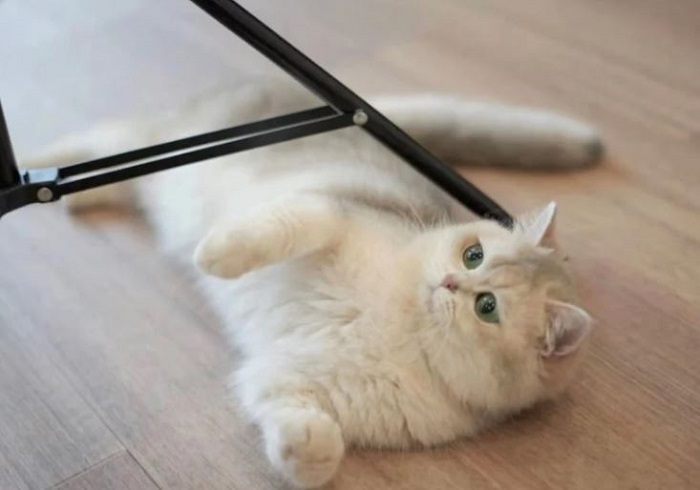 quán cà phê thú cưng ở Singapore