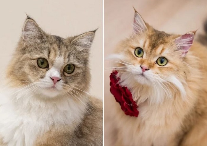 quán cà phê thú cưng ở Singapore