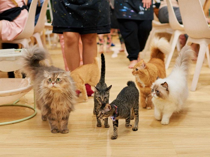 quán cà phê thú cưng ở Singapore