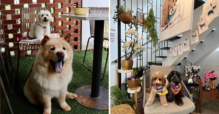 quán cà phê thú cưng ở Singapore