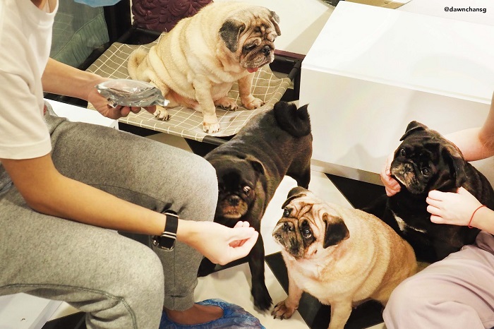 quán cà phê thú cưng ở Singapore