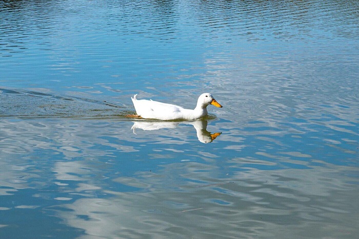 sự thật thú vị về món vịt quay Bắc Kinh