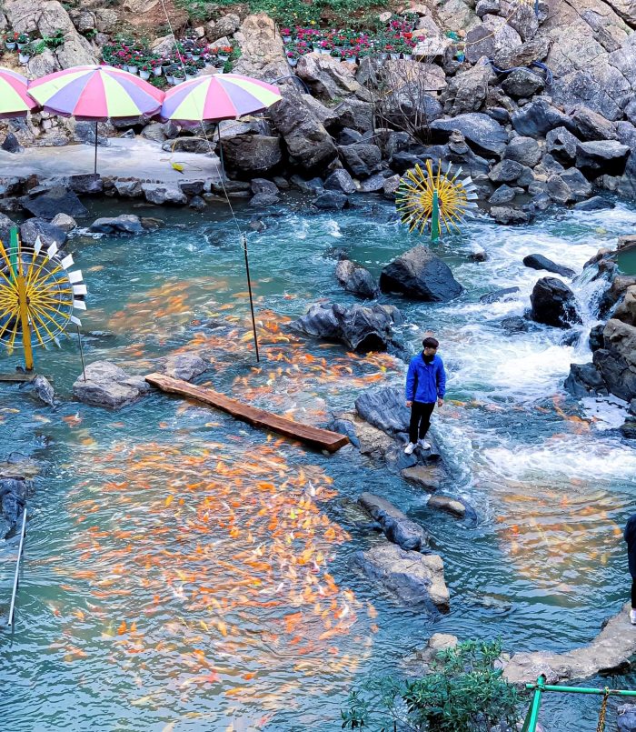 suối cá vàng Khe Tọ