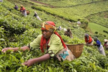 Du lịch Rwanda: Khám phá vẻ đẹp hoang dã của châu Phi