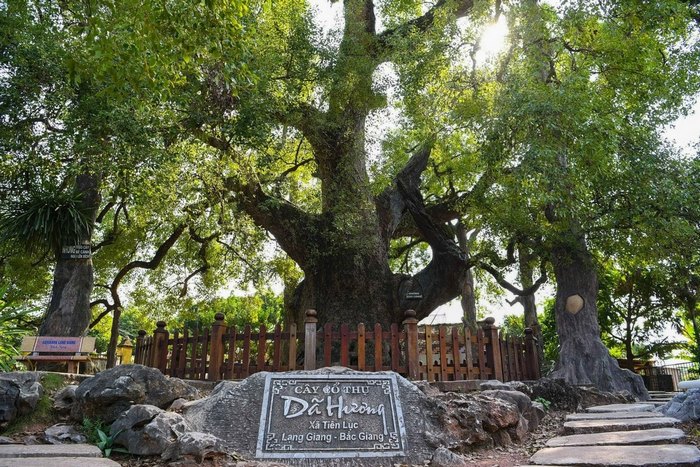 Cây dã hương ngàn năm được người dân Lạng Giang tôn kính.