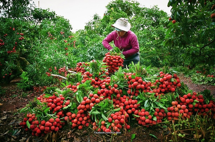 Điểm check in mùa vải Bắc Giang ở thôn Muối