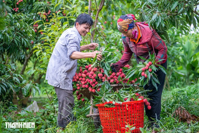 Các điểm check in mùa vải Bắc Giang đang chờ đón bạn