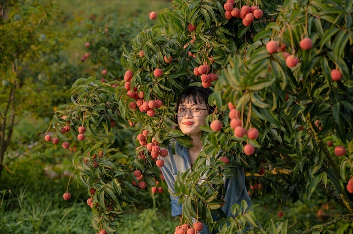 Mùa vải đẹp mê hồn tại thôn Muối - Điểm check in mùa vải Bắc Giang