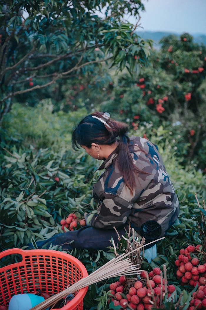 Điểm check in mùa vải Bắc Giang ở xã Tân Mộc thu hút du khách