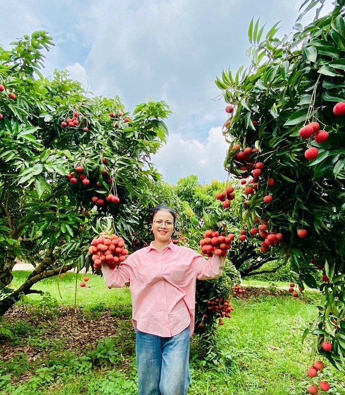 Từng chùm vải đỏ rực tại điểm check in mùa vải Bắc Giang