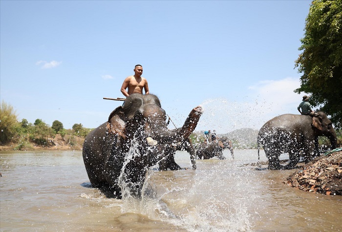 Nhiều lễ hội, văn hoá xung quanh voi Du lịch Buôn Đôn Tây Nguyên