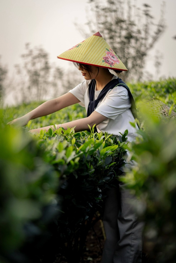 Ghé ngay đồi chè Tân Uyên cách không quá xa Khu du lịch Cầu kính Rồng Mây Lai Châu
