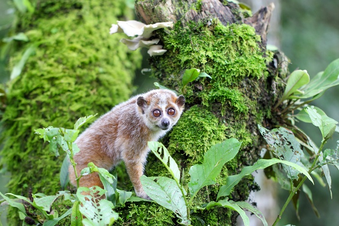 Khám phá hệ sinh thái đa dạng tại Vườn quốc gia Hoàng Liên Sa Pa
