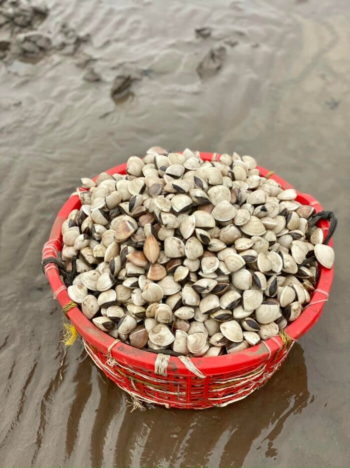 Cào nghêu ở Biển Rạch Bùn Tiền Giang