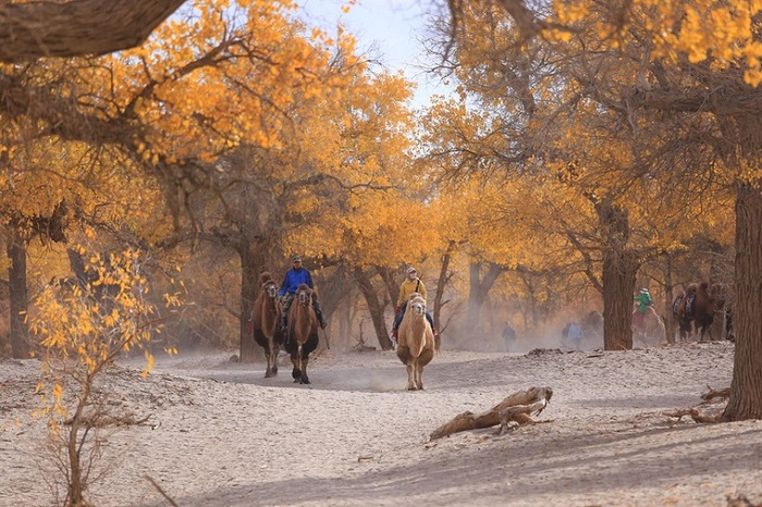 Đến rừng hồ dương chiêm ngưỡng khung cảnh mùa thu Cam Túc