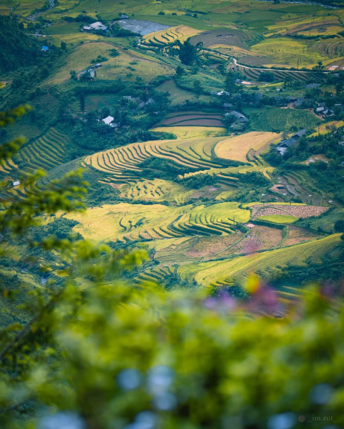 Vẻ đẹp lúa chín từ đỉnh đèo Khau Phạ