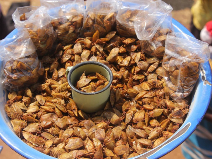 Bọ xít chiên giòn độc đáo tại Yên Bái