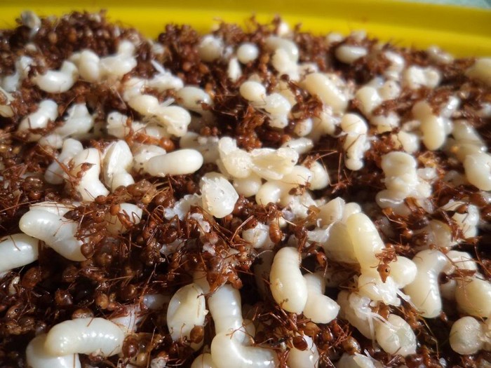 Kiến vàng và trứng kiến là điểm độc đáo của món cá gỏi kiến vàng Kon Tum.