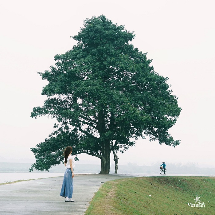 Cây cô đơn trở thành điểm đến siêu HOT không kém đầm sen Âu Cơ Bắc Ninh