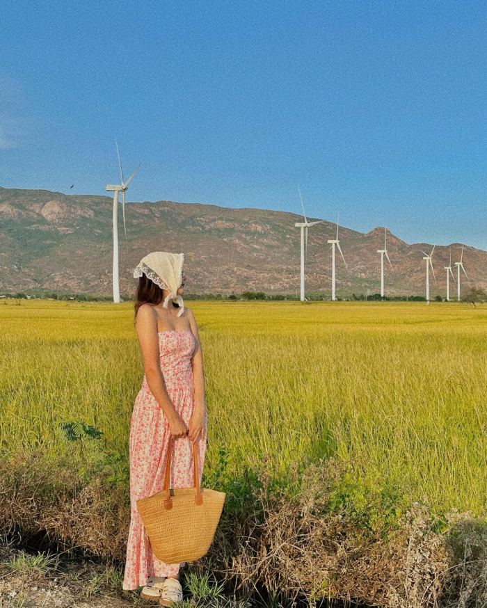 cánh đồng điện gió Đầm Nại Ninh Thuận lùa lúa chín cánh đồng điện gió Đầm Nại Ninh Thuận lùa lúa chín