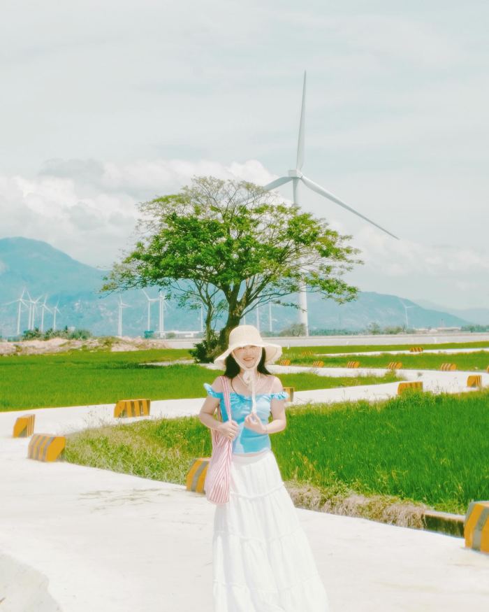 cánh đồng điện gió Đầm Nại Ninh Thuận lùa lúa non cánh đồng điện gió Đầm Nại Ninh Thuận lùa lúa non