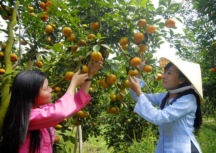 du lịch Cái Bề Tiền Giang - Tham quan miệt vườn Cái Bè