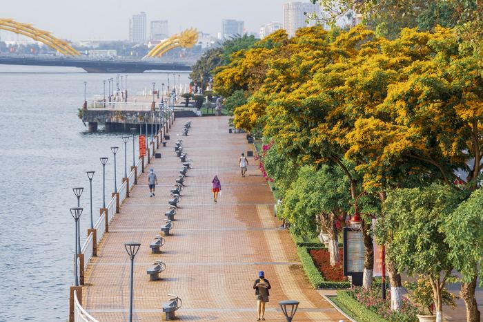 sắc hoa mùa hè ở Đà Nẵng hoa sưa sắc hoa mùa hè ở Đà Nẵng hoa sưa