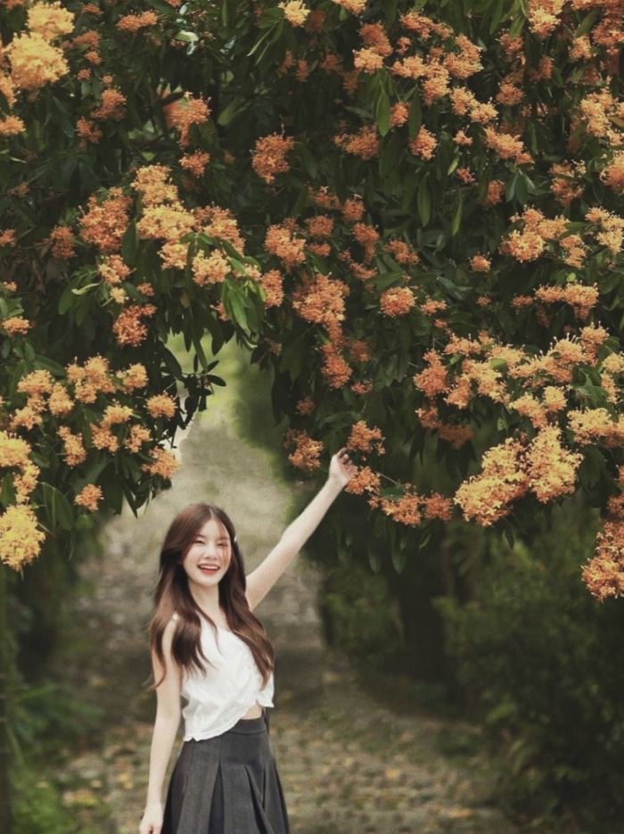 sắc hoa mùa hè ở Đà Nẵng hoa rù rì sắc hoa mùa hè ở Đà Nẵng hoa rù rì