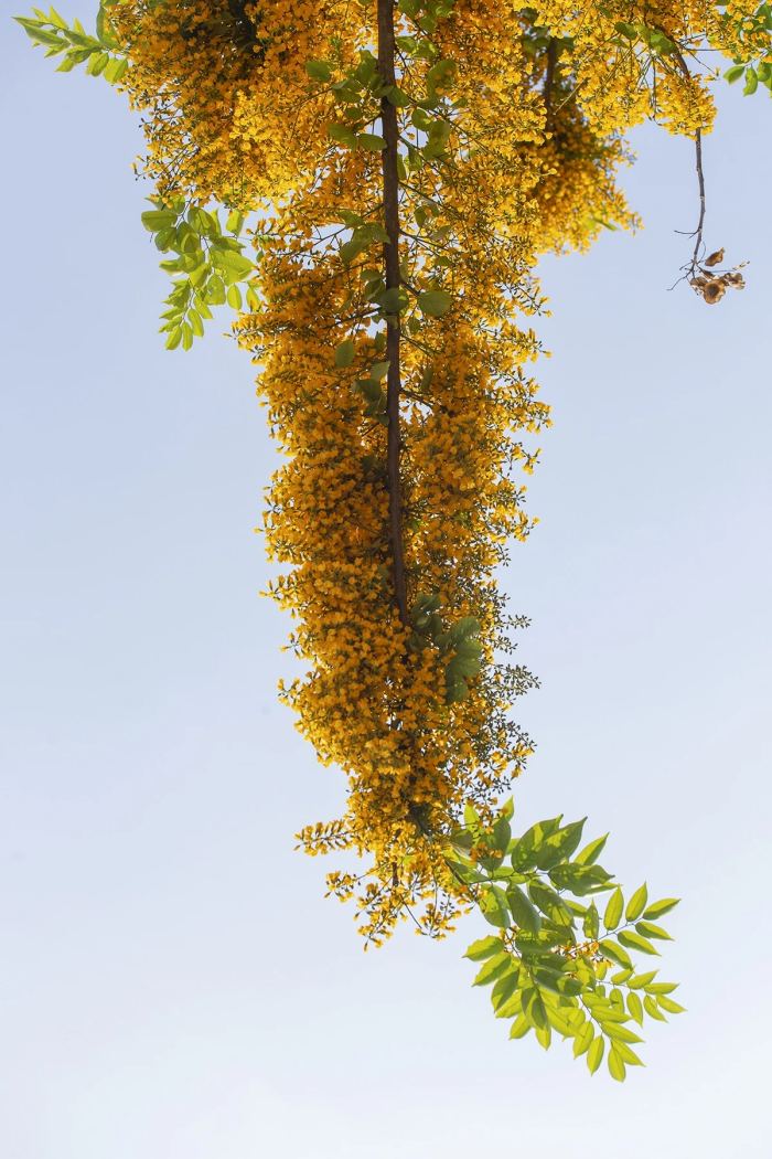 sắc hoa mùa hè ở Đà Nẵng hoa sưa