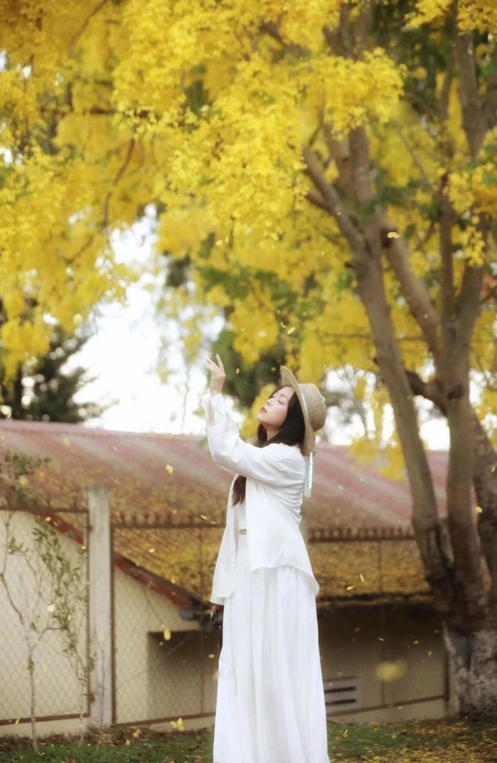 sắc hoa mùa hè ở Đà Nẵng hoa muồng sắc hoa mùa hè ở Đà Nẵng hoa muồng