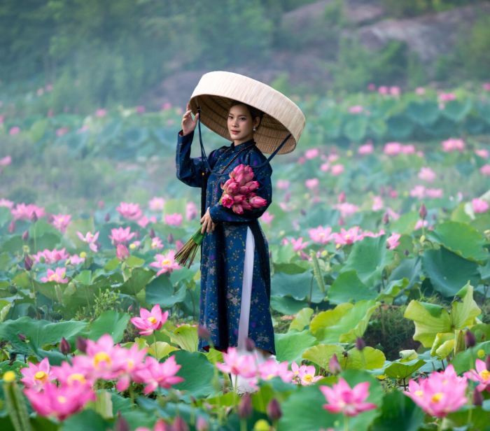 sắc hoa mùa hè ở Đà Nẵng hoa sen sắc hoa mùa hè ở Đà Nẵng hoa sen