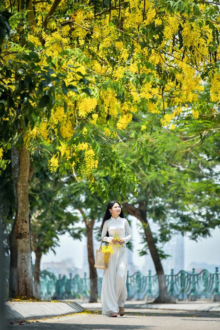 sắc hoa mùa hè ở Đà Nẵng hoa muồng sắc hoa mùa hè ở Đà Nẵng hoa muồng