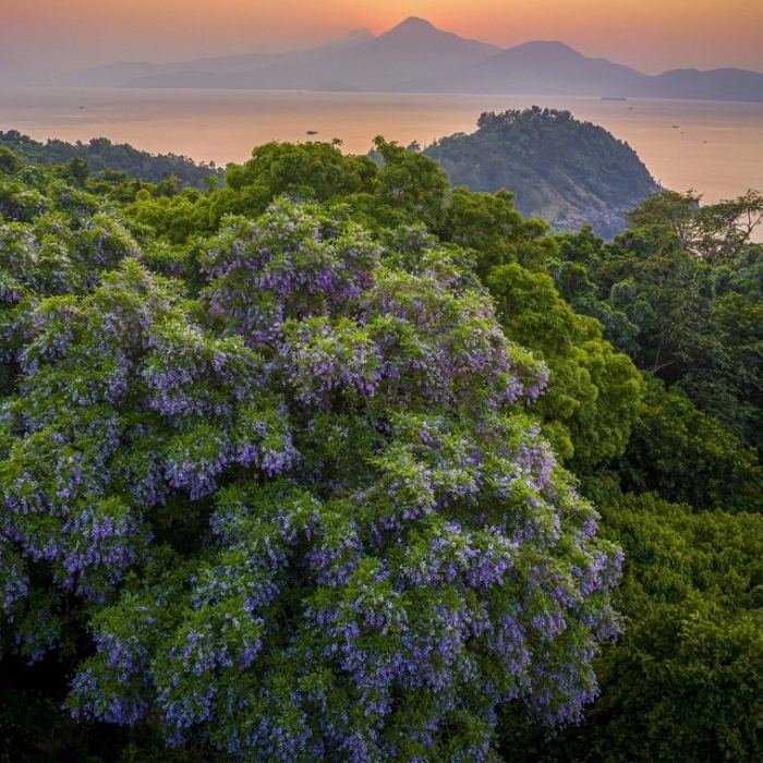 sắc hoa mùa hè ở Đà Nẵng hoa thàn mát sắc hoa mùa hè ở Đà Nẵng hoa thàn mát