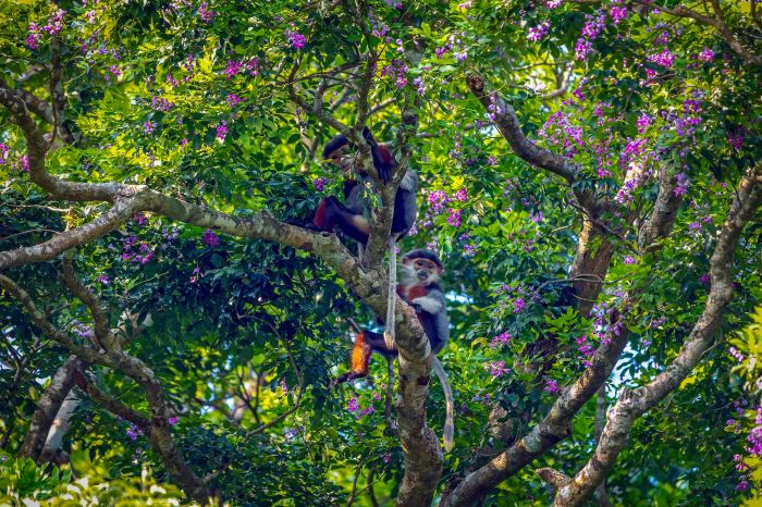 sắc hoa mùa hè ở Đà Nẵng hoa thàn mát vooc chà vá sắc hoa mùa hè ở Đà Nẵng hoa thàn mát vooc chà vá