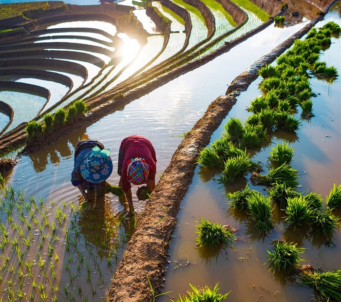 Kinh nghiệm du lịch mùa nước đổ Tây Bắc cảnh người dân làm việc càng thêm đẹp