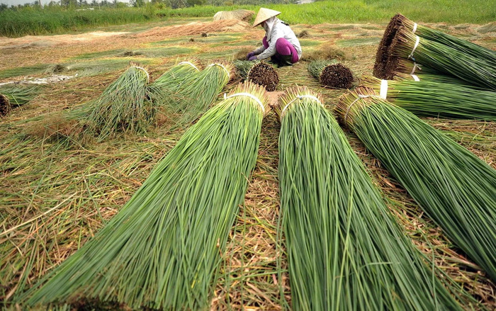 Khám phá các làng nghề dệt chiếu ở Việt Nam - Làng dệt chiếu Cẩm Nê