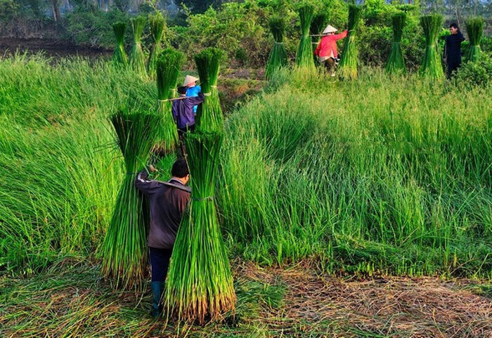 Khám phá các làng nghề dệt chiếu ở Việt Nam - Làng chiếu Nga Sơn