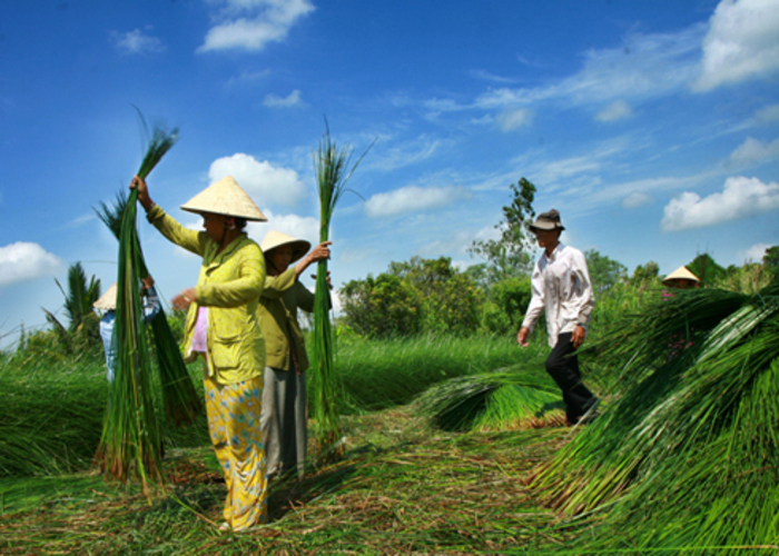 Ghé thăm các làng nghề truyền thống ở Cần Thơ - Làng dệt chiếu Cái Chanh