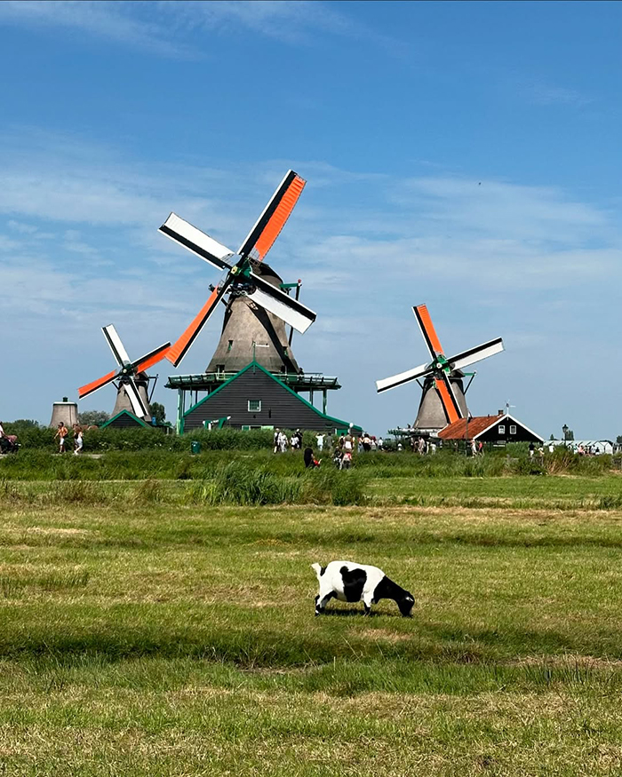 Làng Zaanse Schans châu Âu nổi bật với những chiếc cối xay gió