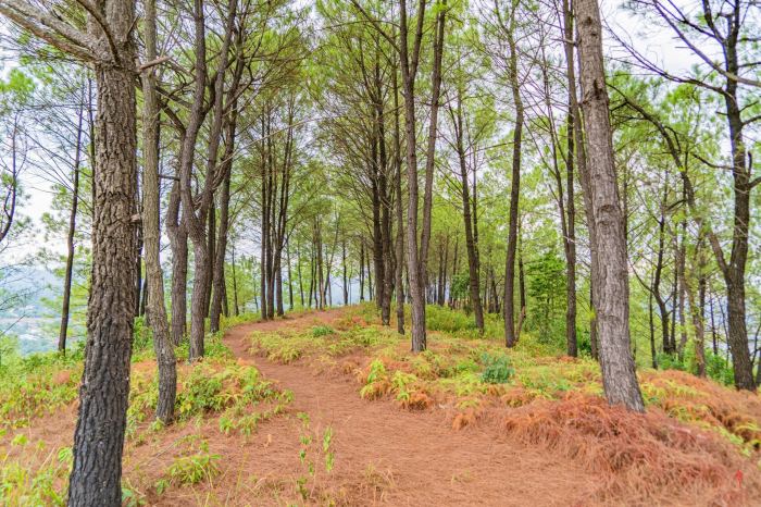 thông trên núi Ngự Bình Huế thông trên núi Ngự Bình Huế